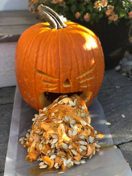 Carved Halloween Pumpkin throwing up seeds Carved pumpkin for Halloween decorations throwing up seeds throwing up pumpkin stock pictures, royalty-free photos & images
