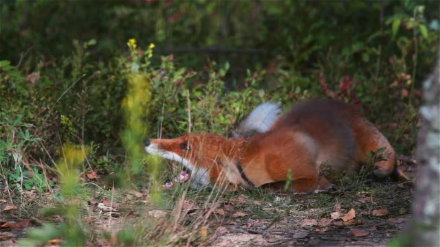 Fox fighting