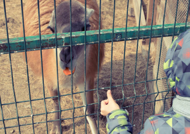 Lama lives in a cage at the zoo. Boy feeding a llama with hands