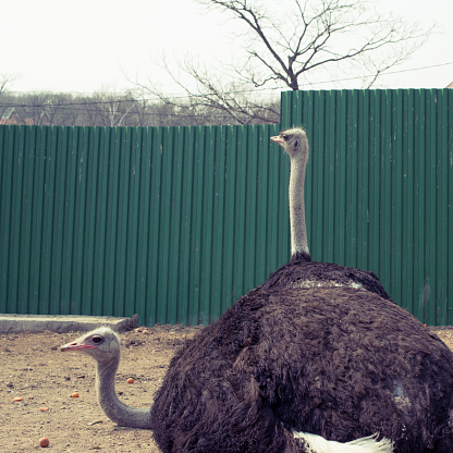 Two adult ostrich live in the zoo. Large birds, Green fence