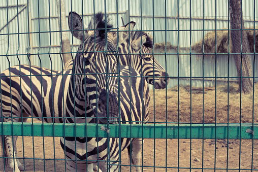 Sideview of two Zebras