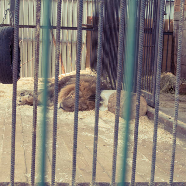 istock Leo lives in a cage at the zoo. 1059007260