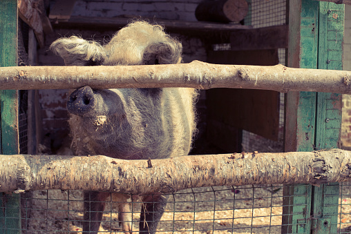A big pig lives in a zoo. Wooden pig pen on the farm.