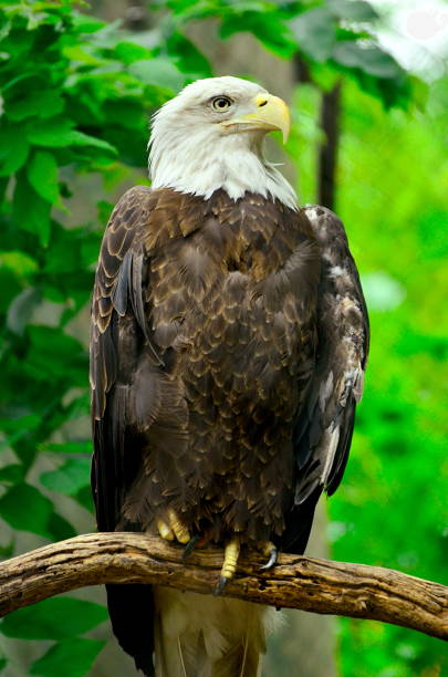 istock American bald Eagle while feeding on the Mississippi river 1059007554