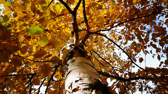 Tree with yellow foliage with white trunk in close-up