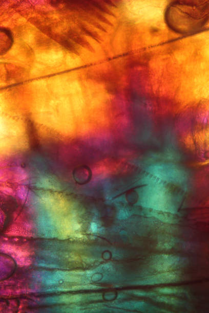 istock Abstract micrograph of a moth dissection with wing parts. 1059015146
