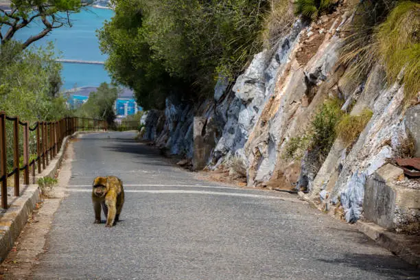 Photo of The famous apes of Gibraltar