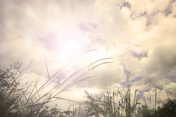 Summer or autumn field grass on beautiful sky background on light sunny effect