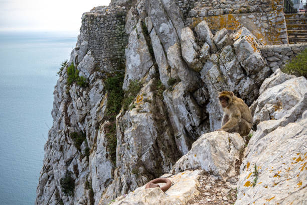 istock The famous apes of Gibraltar 1059018646
