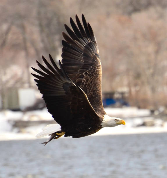 istock American bald Eagle while feeding on the Mississippi river 1059018968