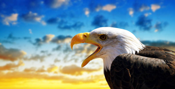 istock Portrait of a Bald Eagle (Haliaeetus Leucocephalus) 1059024554