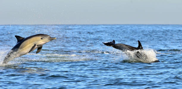 istock Dolphins swimming in the ocean. 1059024556