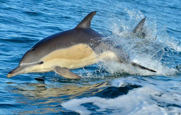 istock Dolphins swimming in the ocean. 1059024636