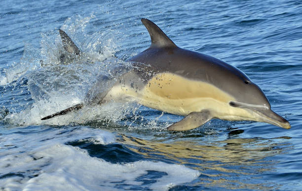 istock Dolphins swimming in the ocean. 1059024666