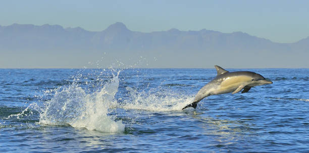 istock Dolphins swimming in the ocean. 1059024696