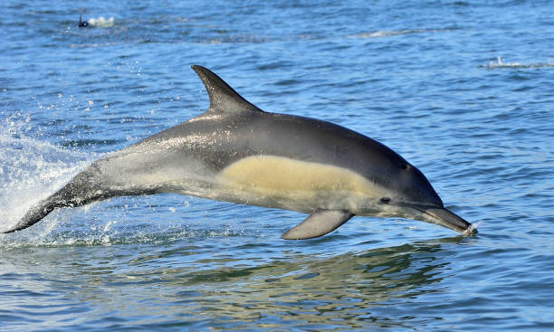 istock Dolphins swimming in the ocean. 1059024712