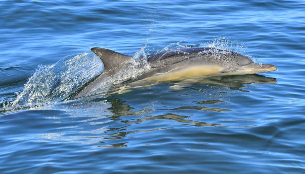 istock Dolphins swimming in the ocean. 1059024754