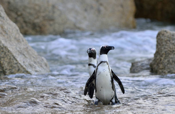istock African penguins on the beach 1059024808