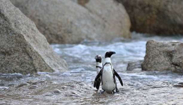 istock African penguins on the beach 1059024814
