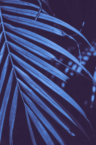 istock Abstract tropial palm leaves background. 1059024840