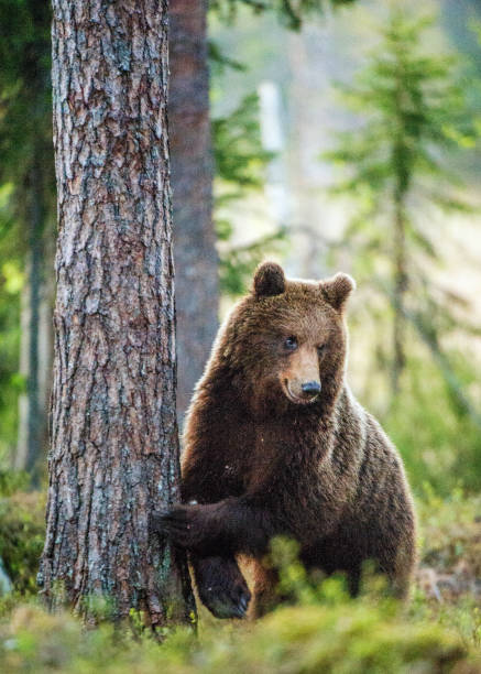 istock Wild adult Brown Bear in the summer forest. 1059026092