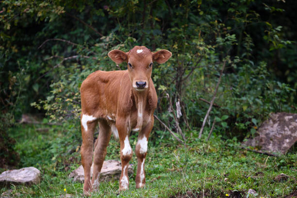 istock Alpine pasture in the forest for cows and calves. 1059026638