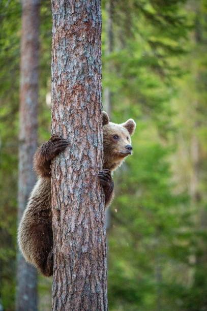 istock Cub of Brown bear climb on the tree. 1059028384