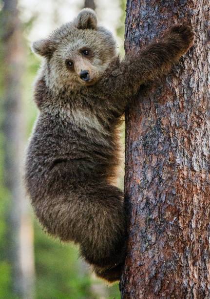 istock The Cub of Brown bear on the tree. 1059029512