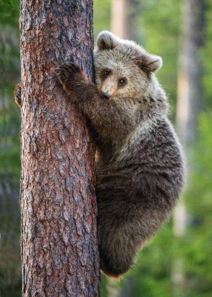 istock The Cub of Brown bear on the tree. 1059029538