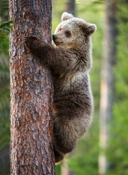 istock The Cub of Brown bear on the tree. 1059029540