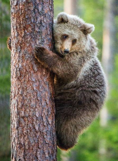 istock The Cub of Brown bear on the tree. 1059029550