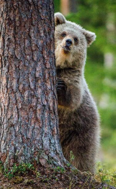 istock The Cub of Brown bear on the tree. 1059029724