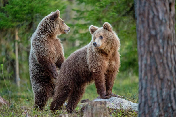 istock The juveniles of Wild Brown Bear 1059030178