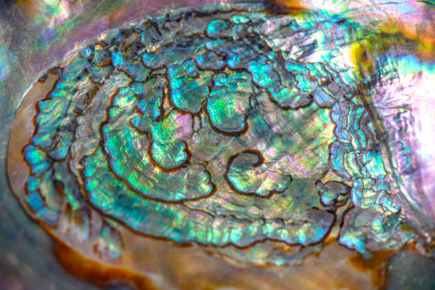 istock Macro detail of abalone iridescent texture 1059031518