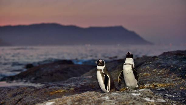 istock African penguins on the boulder in sunset light sky. 1059031680
