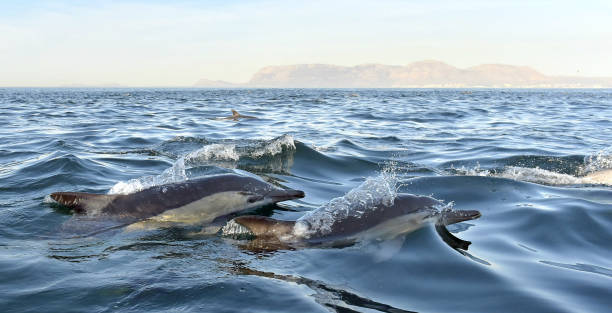 istock Dolphin, swimming in the ocean. 1059031780