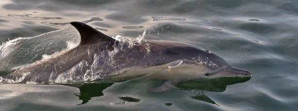 istock Dolphin, swimming in the ocean. 1059031788