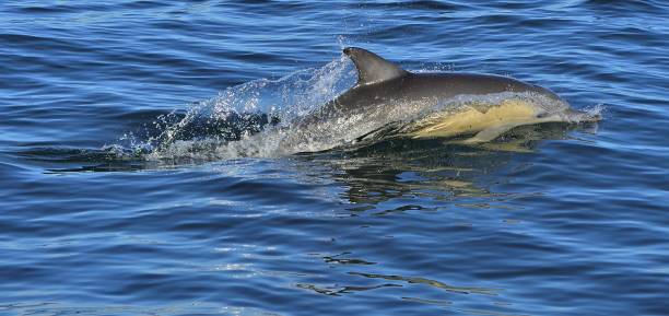 istock Dolphin, swimming in the ocean. 1059033038