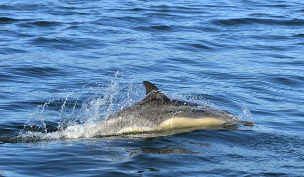 istock Dolphin, swimming in the ocean. 1059033062