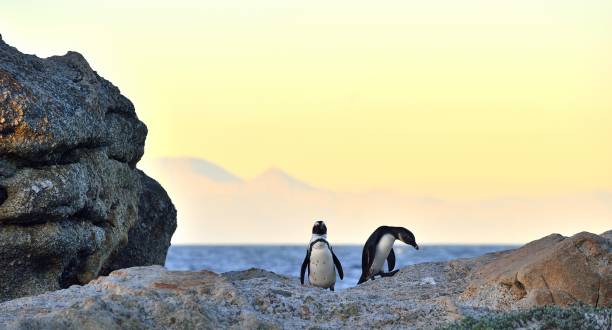 istock African penguins on the stone in evening twilight. 1059033162