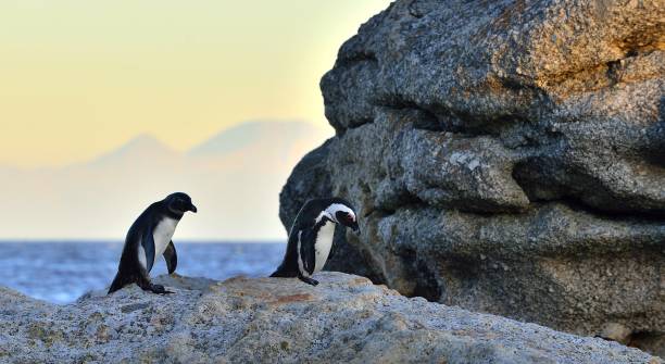 istock African penguins on the stone in evening twilight. 1059033178
