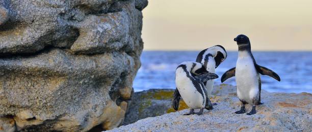 istock African penguins on the stone in evening twilight. 1059033220