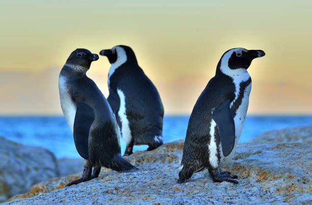 istock African penguins on the stone in evening twilight. 1059033234