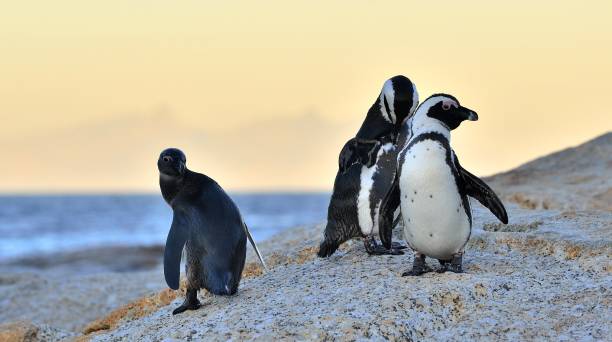 istock African penguins on the stone in evening twilight. 1059033248