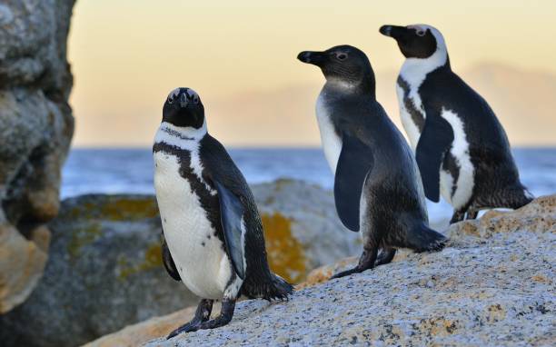 istock African penguins on the stone in evening twilight. 1059033250