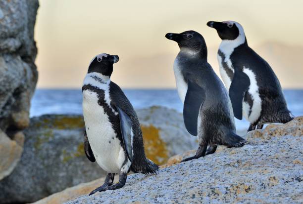 istock African penguins on the stone in evening twilight. 1059033252
