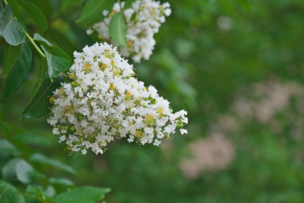istock Flower of the crape myrtle 1059035000