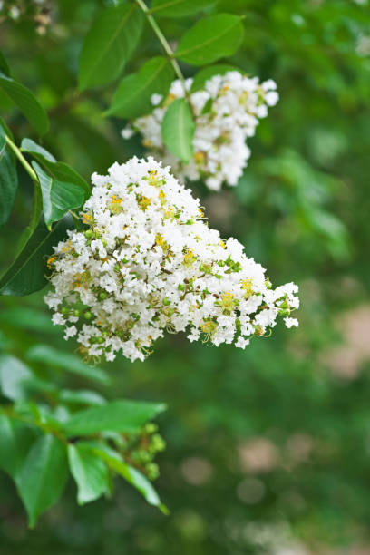 istock Flower of the crape myrtle 1059035008
