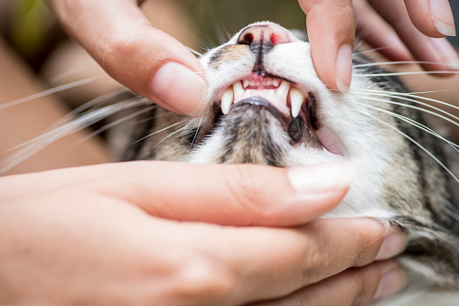 Human hands opening cat's mouth to show teeth and canine teeth