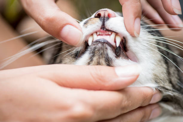 Human hands opening cat's mouth and teeth stock photo